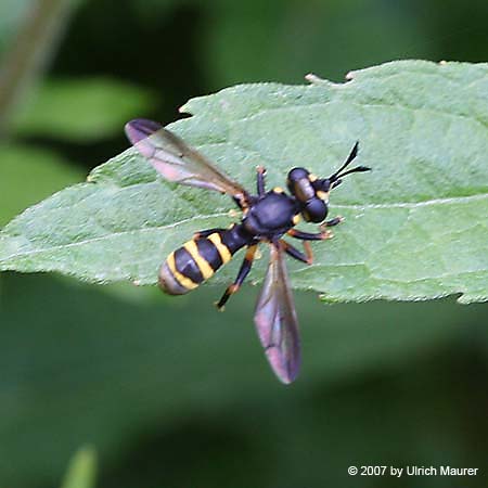 Conops flavipes