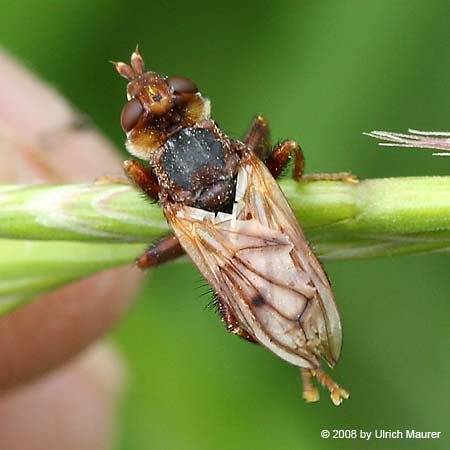 Myopa sp.