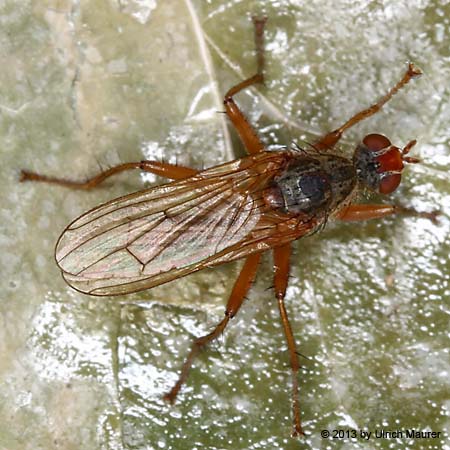 Scatophaga sp.