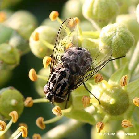 Graphomya maculata