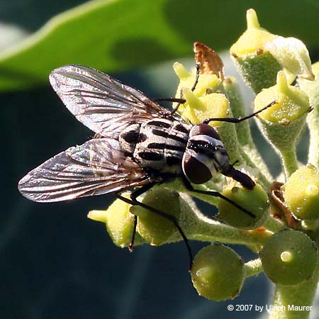 Graphomya maculata