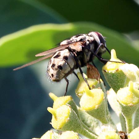 Graphomya maculata