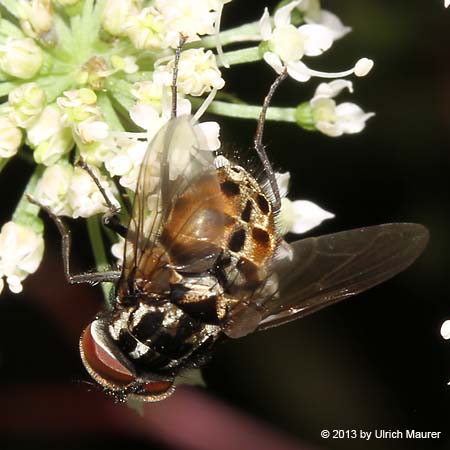 Graphomya maculata