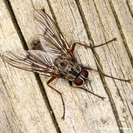 Phaonia fuscata