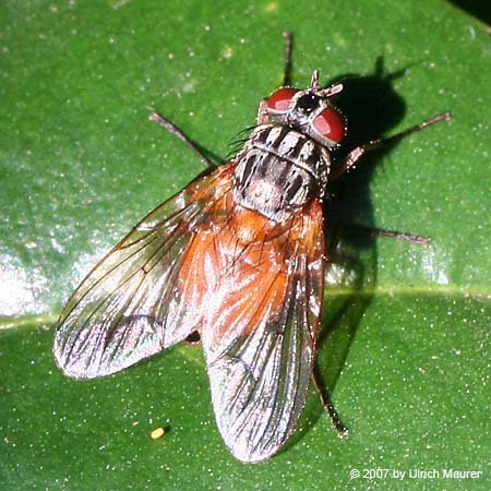 Phaonia rufiventris