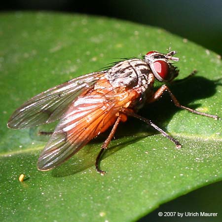 Phaonia rufiventris