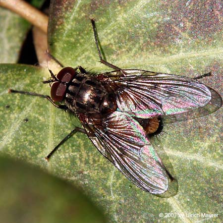 Phaonia subventa