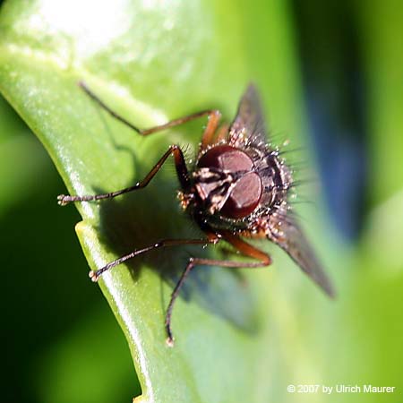 Phaonia subventa