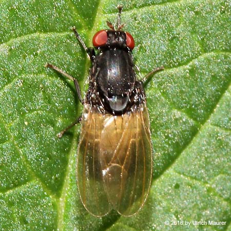 Minettia longipennis