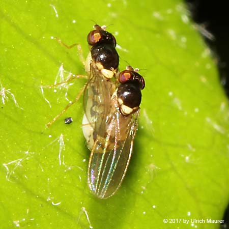 Minettia longipennis