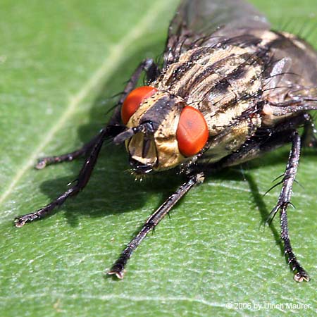 Graue Fleischfliege