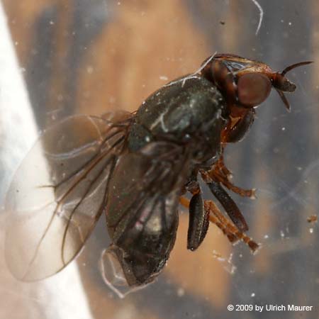 Camarota curvipennis