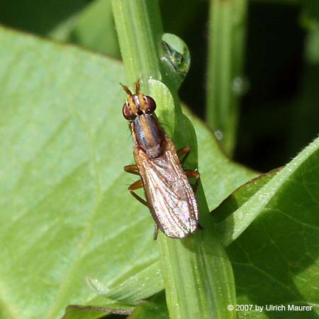 Limnia unguicornis