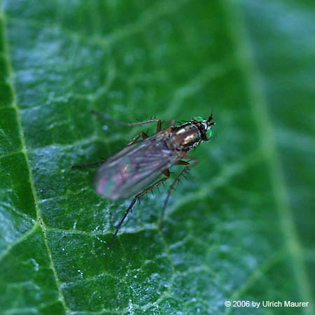 Poecilobothrus nobilitatus