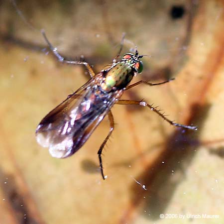 Poecilobothrus nobilitatus