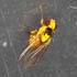Phytoliriomyza melampyga