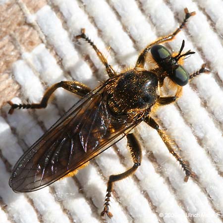 Choerades fimbriata