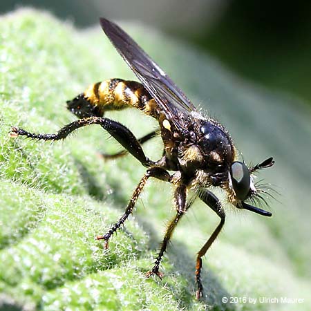 Choerades fimbriata