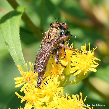 Gemeine Raubfliege