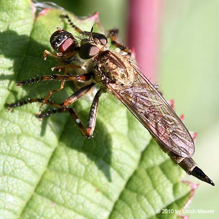 Burschen-Raubfliege