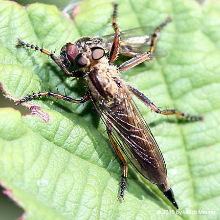 Burschen-Raubfliege