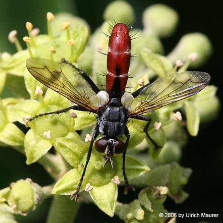 Cylindromyia bicolor