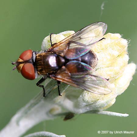 Ectophasia crassipennis