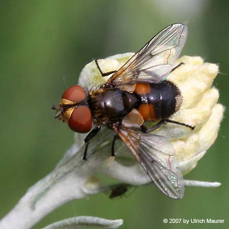 Ectophasia crassipennis