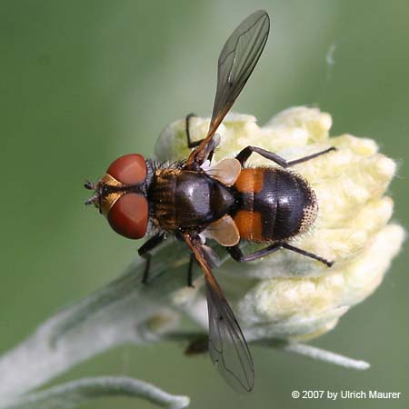 Ectophasia crassipennis