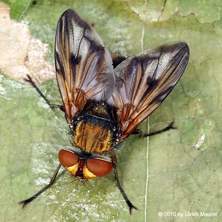 Breitflüglige Raupenfliege