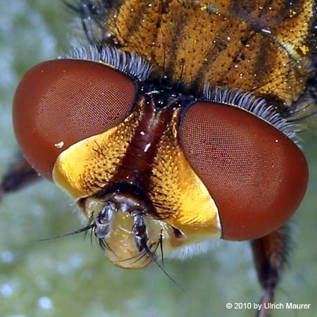 Breitflüglige Raupenfliege