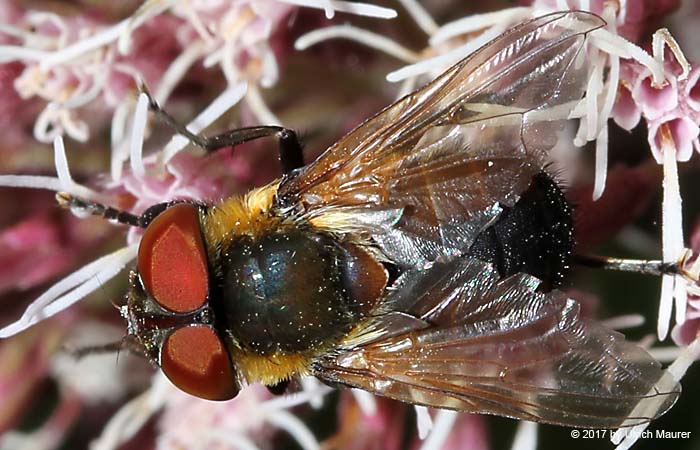 Phasia hemiptera