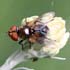 Ectophasia crassipennis