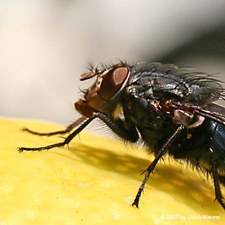 Blaue Schmeißfliege