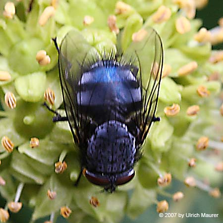 Blaue Schmeißfliege