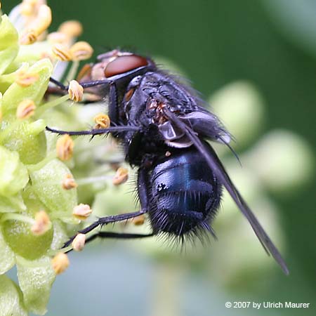 Blaue Schmeißfliege