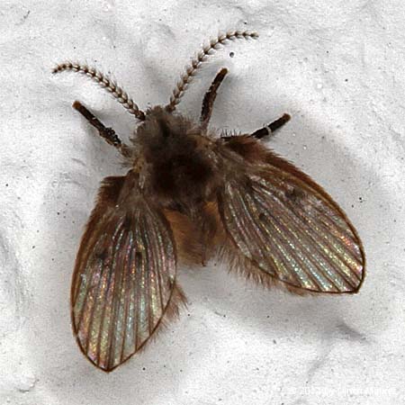 Psychoda sp.