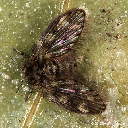 Psychodidae sp.