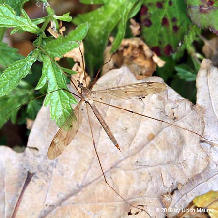 Tipula fulvipennis