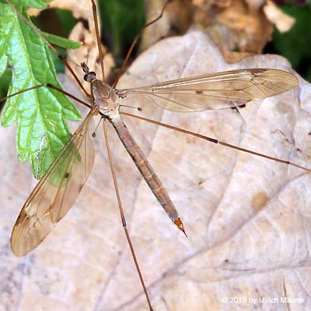 Tipula fulvipennis