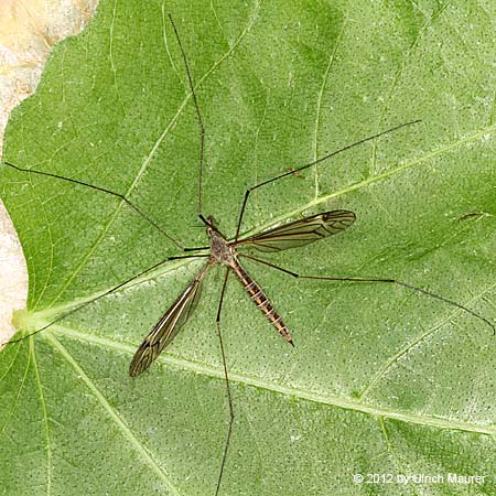 Tipula lateralis