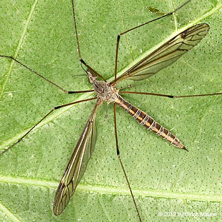 Tipula lateralis