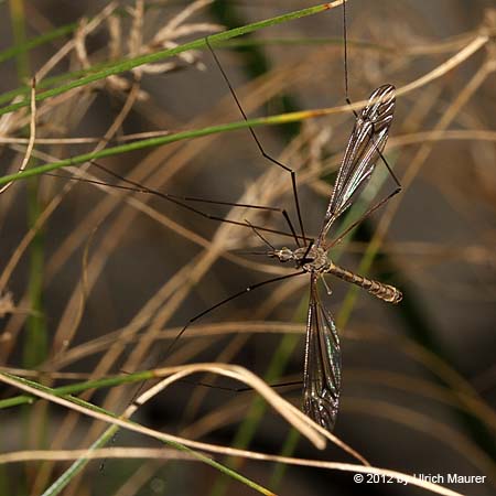 Tipula lateralis