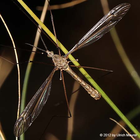 Tipula lateralis