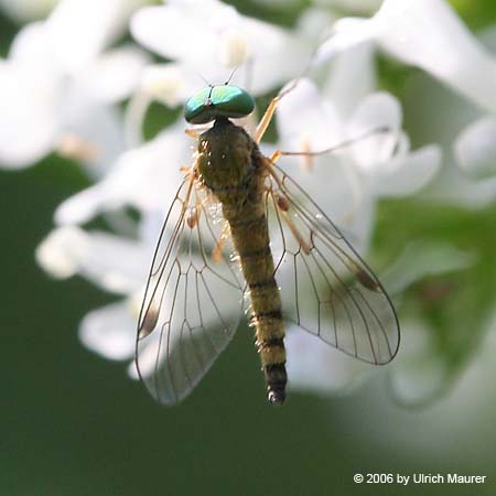 Goldene Schnepfenfliege