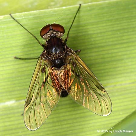 Chrysopilus cristatus