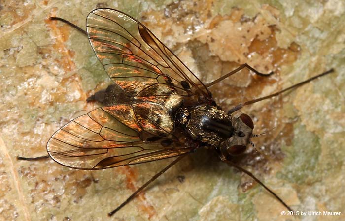 Chrysopilus cristatus