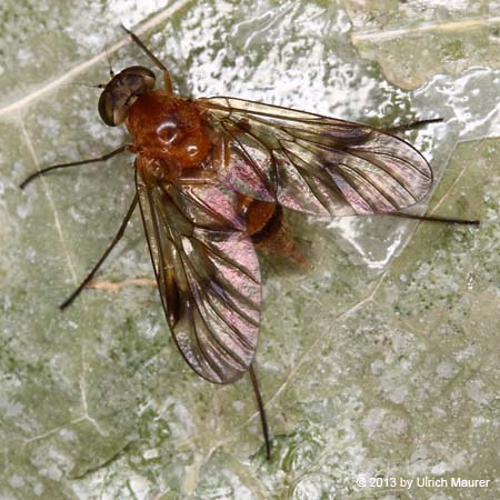 Chrysopilus laetus