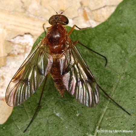 Chrysopilus laetus