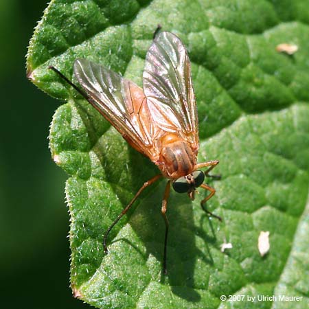 Goldgelbe Schnepfenfliege